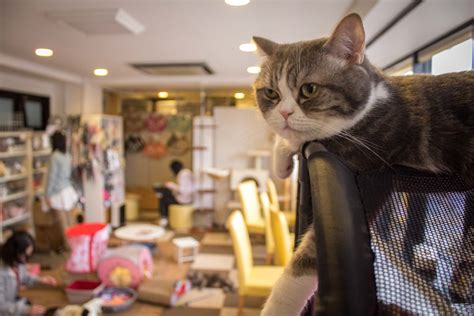 モノクロカフェ 東京: なぜ猫はコーヒーを飲まないのか？